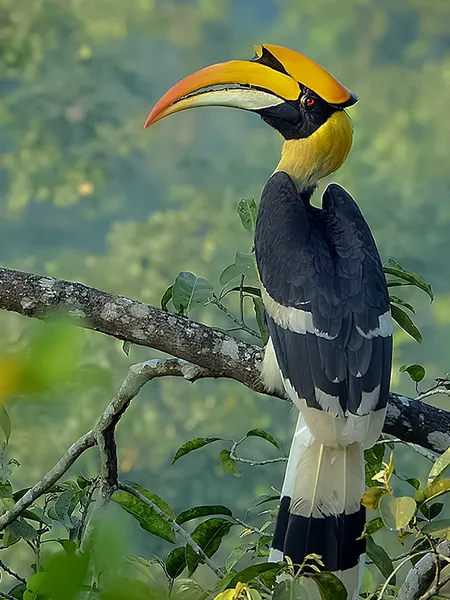 Great hornbill