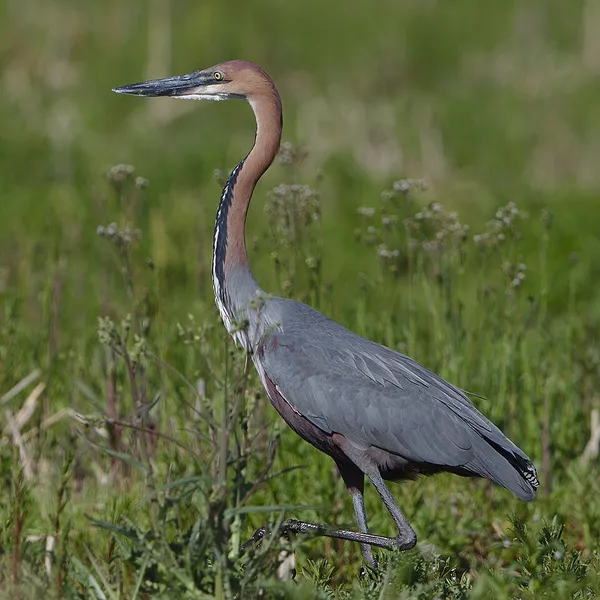 Goliath heron