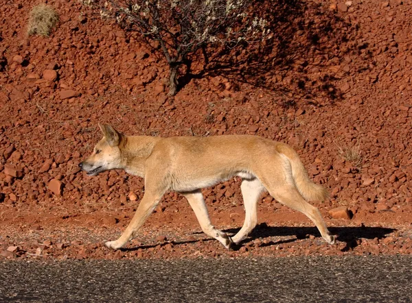 Canis lupus dingo