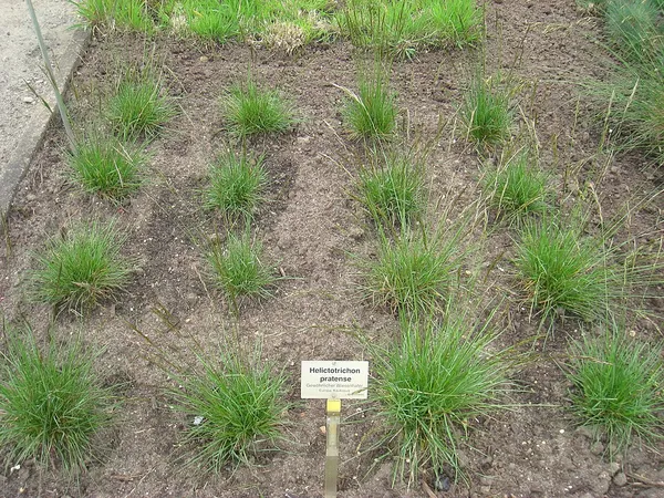 Helictochloa pratensis