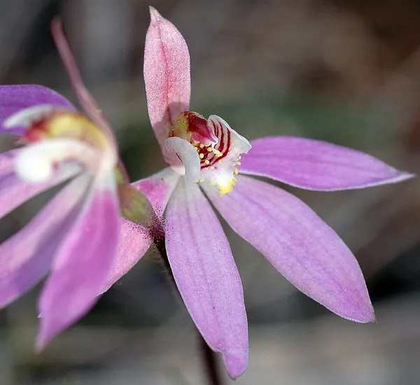 Caladenia