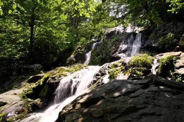 Environment of Virginia