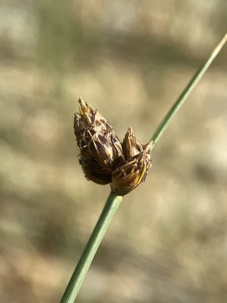 Amphiscirpus
