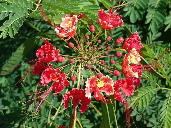 Caesalpinia