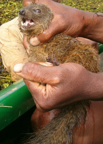 Durrell's vontsira
