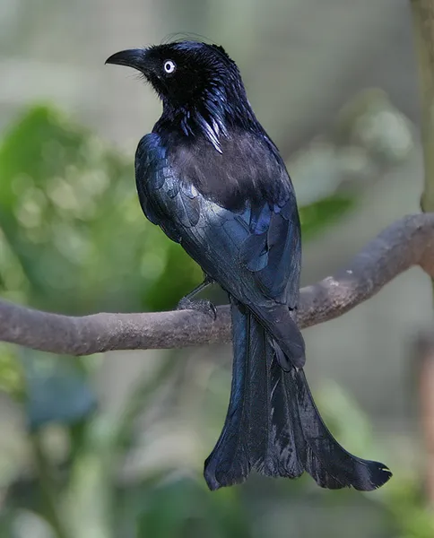 Drongo