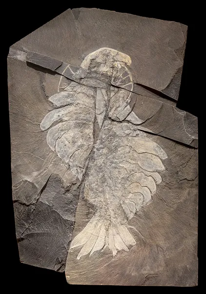 Anomalocaris