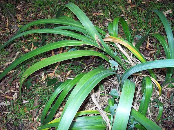 Dietes robinsoniana