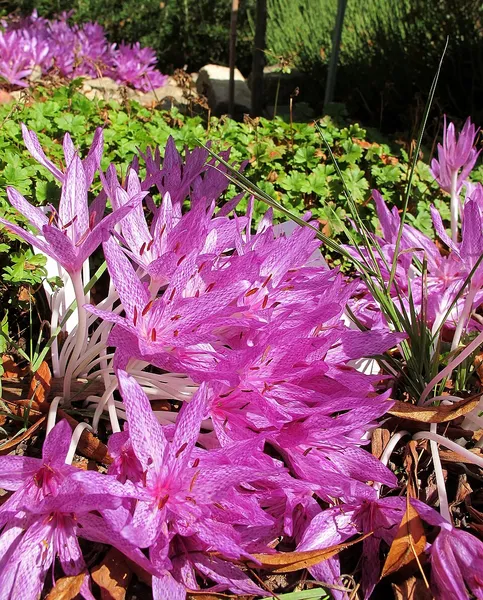 Colchicum × agrippinum