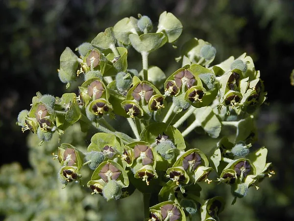 Euphorbia characias