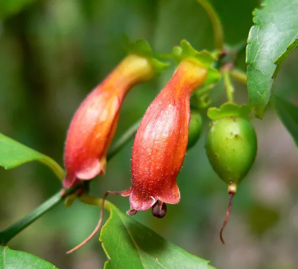 Halleria (plant)