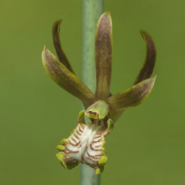 Eulophia andamanensis