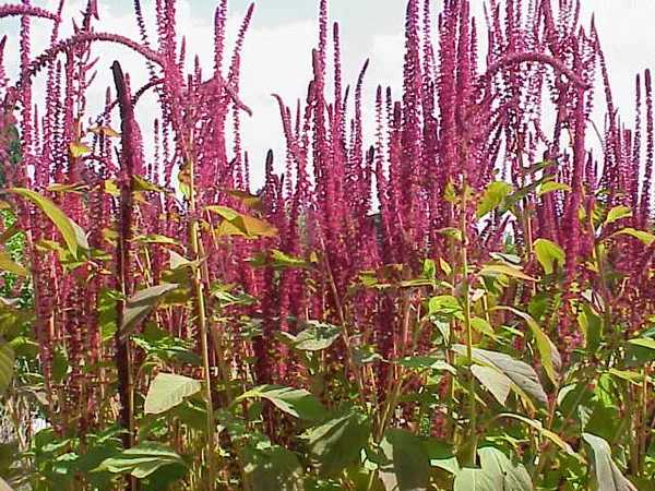 Amaranthus cruentus