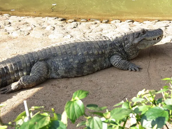 Broad-snouted caiman
