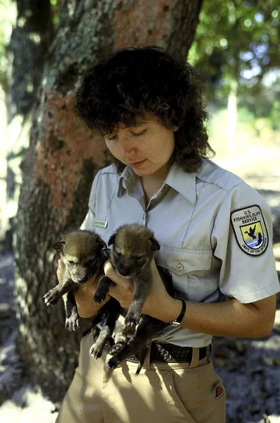 Captive breeding