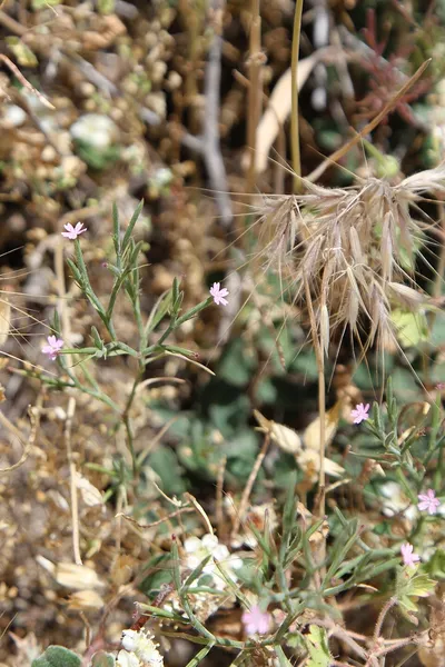 Dianthus nudiflorus