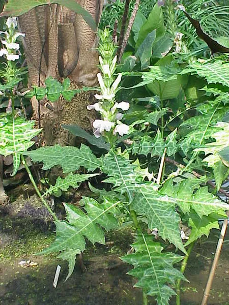 Acanthus (plant)