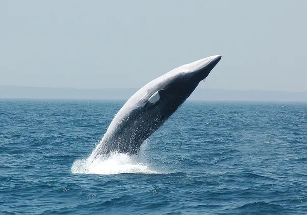 Common minke whale