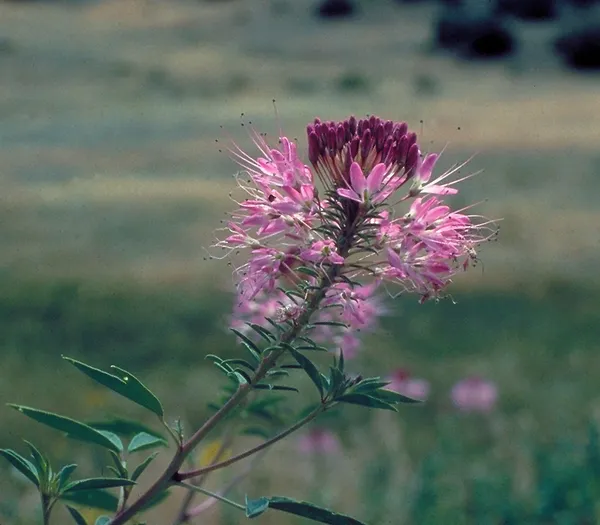 Cleomella serrulata