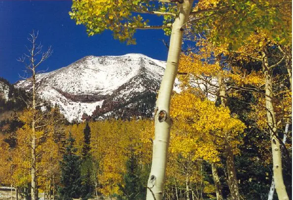 Arizona/New Mexico Mountains ecoregion