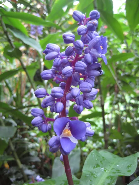 Dichorisandra thyrsiflora
