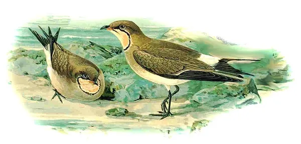 1842 in birding and ornithology