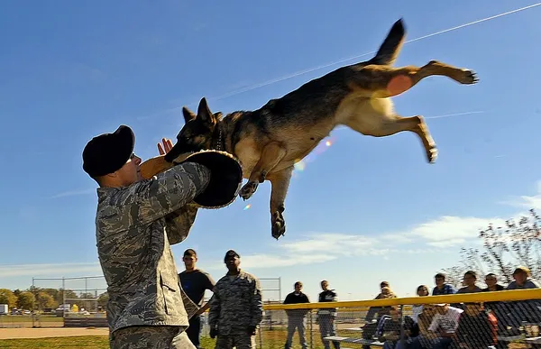 Attack dog