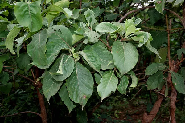 Hymenodictyon