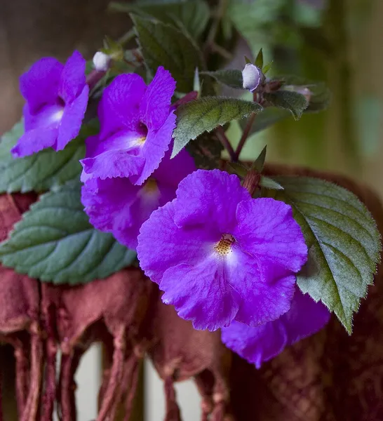 Achimenes