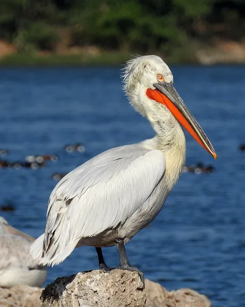 Dalmatian pelican