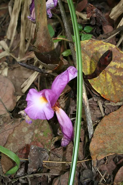 Aframomum