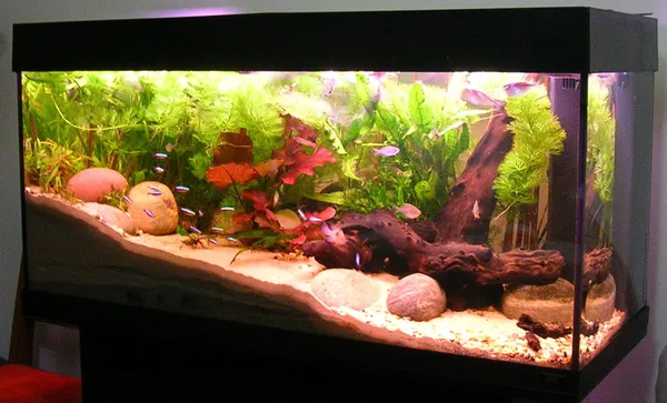 Fishkeeping