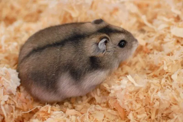 Exotic pet