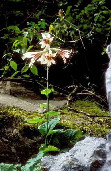 Cardiocrinum