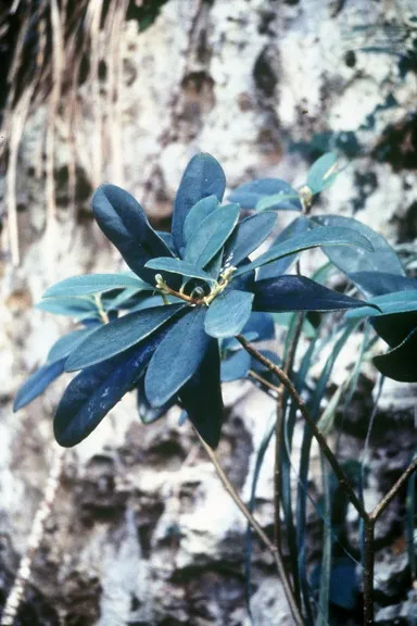 Daphnopsis helleriana