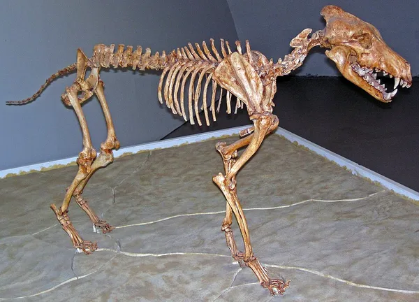 Dire wolf