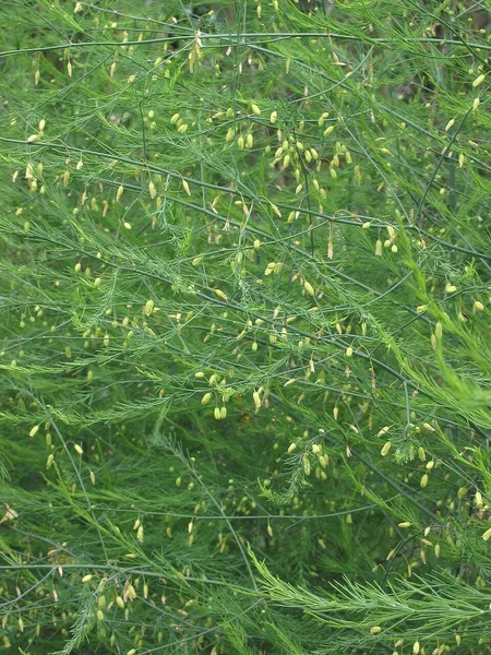 Asparagaceae