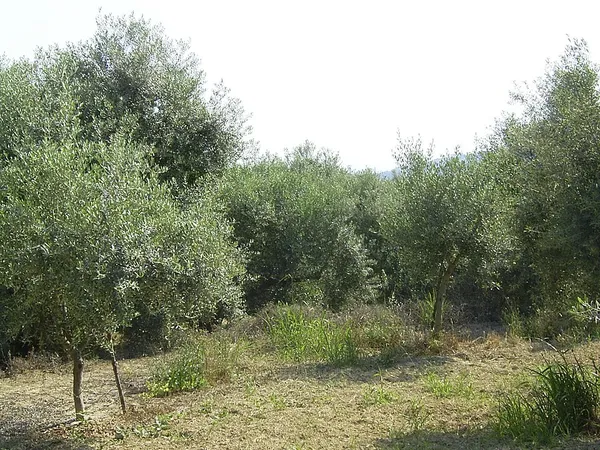 Battle of the Olive Grove of Kountouras
