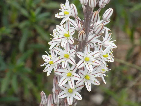 Drimia