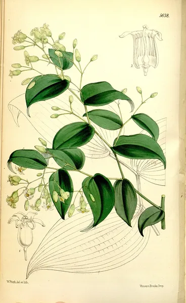 Behnia