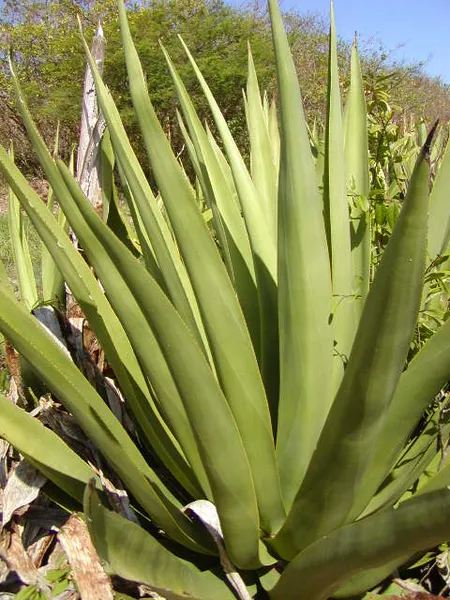 Agave eggersiana