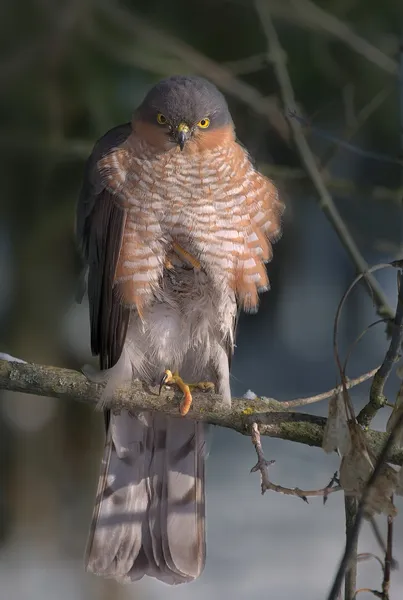 Eurasian sparrowhawk