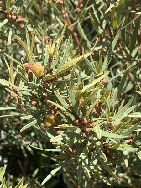 Grubbia