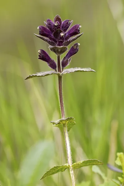 Bartsia alpina