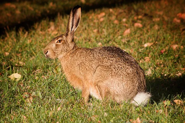 European hare