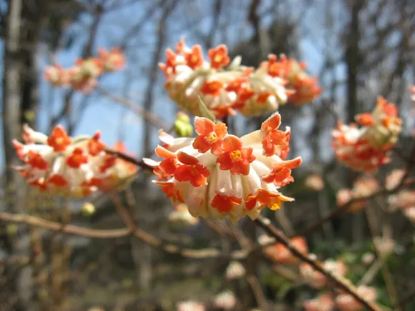 Edgeworthia