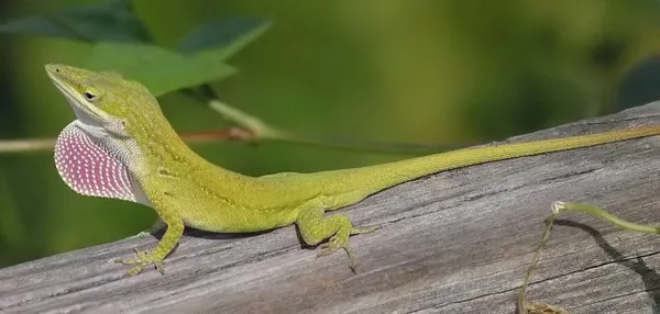 Anolidae