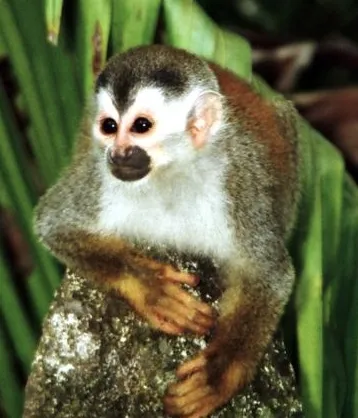 Central American squirrel monkey
