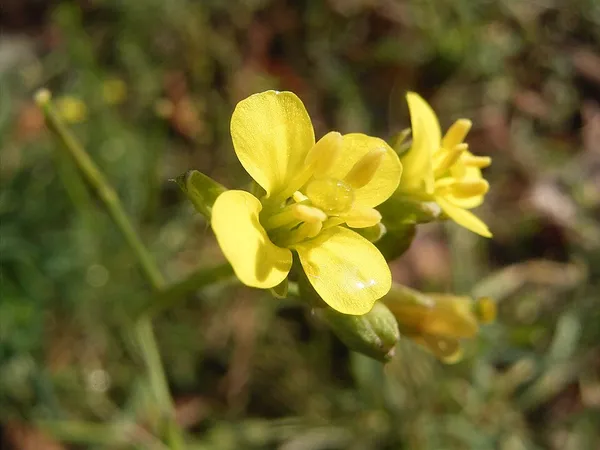 Diplotaxis (plant)