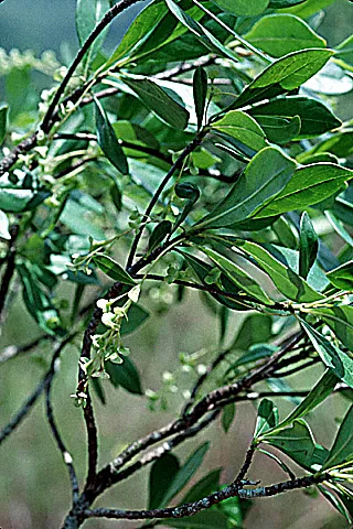 Acunaeanthus